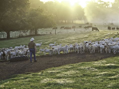 White oak pasture - White Oak Pastures had made decisions based on their priorities, skills, and focus: We could do the same. CFAR was not a “do-it-like-us” course; WOP gave us …